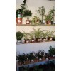 Комнатные растения купить в Новомосковске
